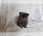 Small Photo #1 Pomeranian Puppy For Sale in KENDALL, FL, USA