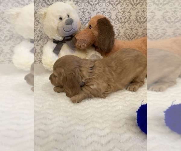 Medium Photo #2 Dachshund Puppy For Sale in BUCHANAN, GA, USA