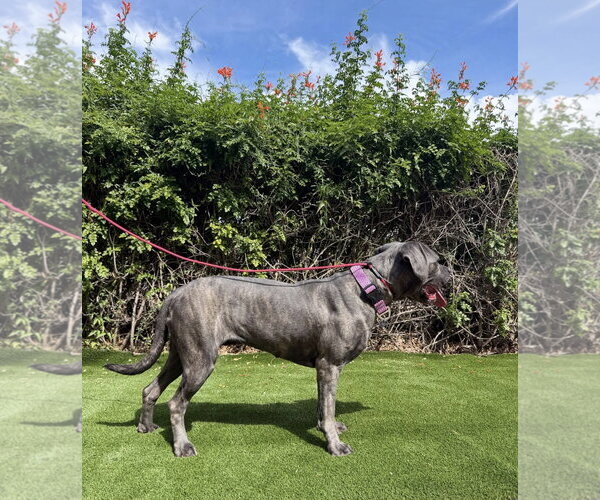 Medium Photo #7 Mutt Puppy For Sale in Goodyear, AZ, USA