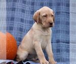 Small #3 Labrador Retriever