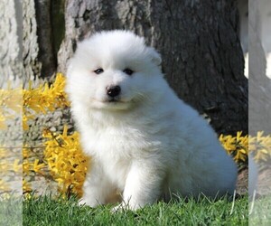 Samoyed Puppy for sale in MYERSTOWN, PA, USA