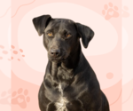 Small #2 Labrador Retriever Mix
