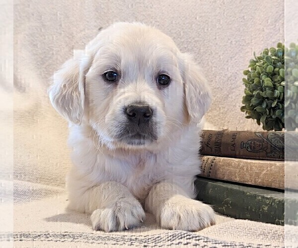 Medium Photo #10 Golden Retriever Puppy For Sale in GREENCASTLE, PA, USA