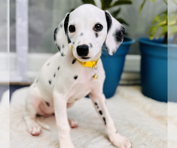 Medium Photo #3 Dalmatian Puppy For Sale in ATLANTA, GA, USA