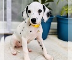 Small Photo #3 Dalmatian Puppy For Sale in ATLANTA, GA, USA