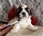 Small Cavachon-Shih Tzu Mix