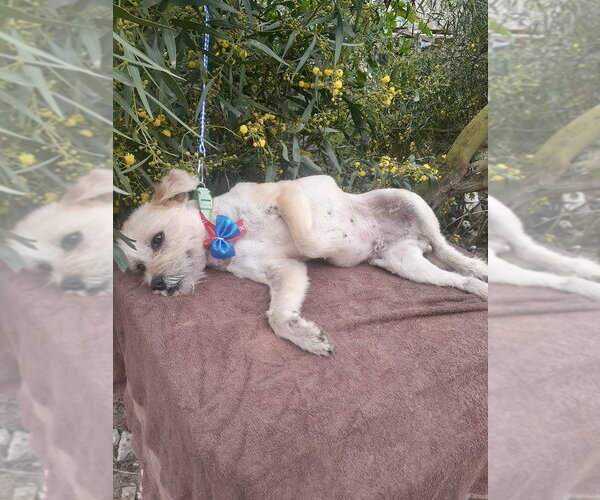 Medium Photo #4 Mutt Puppy For Sale in San Diego, CA, USA