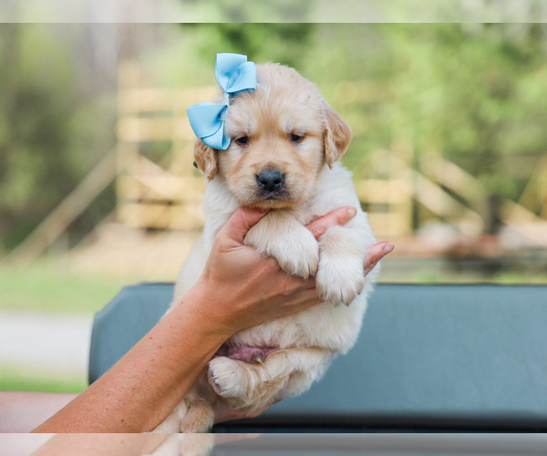 Medium Photo #1 Golden Retriever Puppy For Sale in LIBERTY, KY, USA