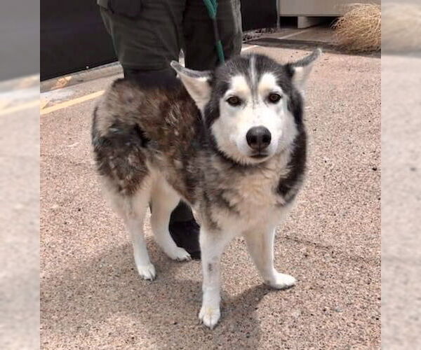 Medium Photo #6 Siberian Husky Puppy For Sale in Cedar Crest, NM, USA