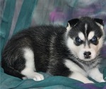 Puppy 6 Siberian Husky