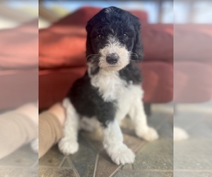 Poodle (Standard) Puppy for sale in ALLEN, TX, USA