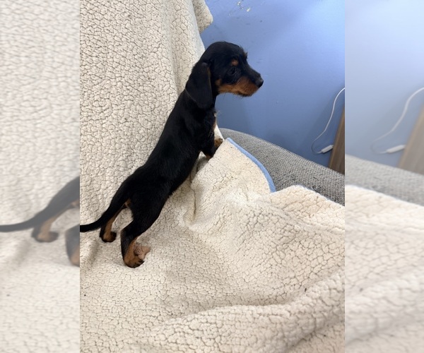 Medium Photo #3 Dorkie Puppy For Sale in NEGLEY, OH, USA