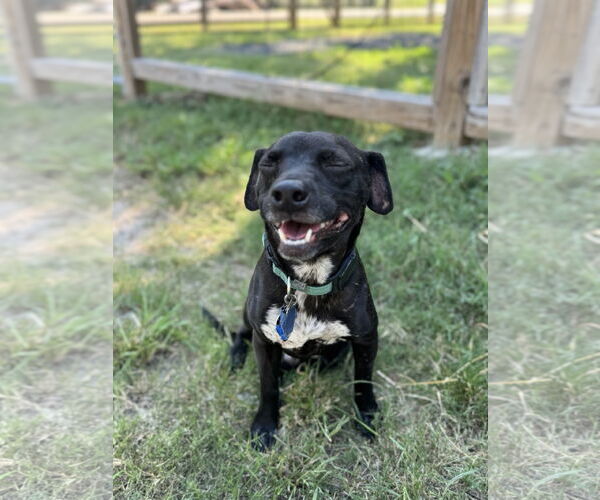 Medium Photo #7 Chiweenie Puppy For Sale in Rosenberg, TX, USA