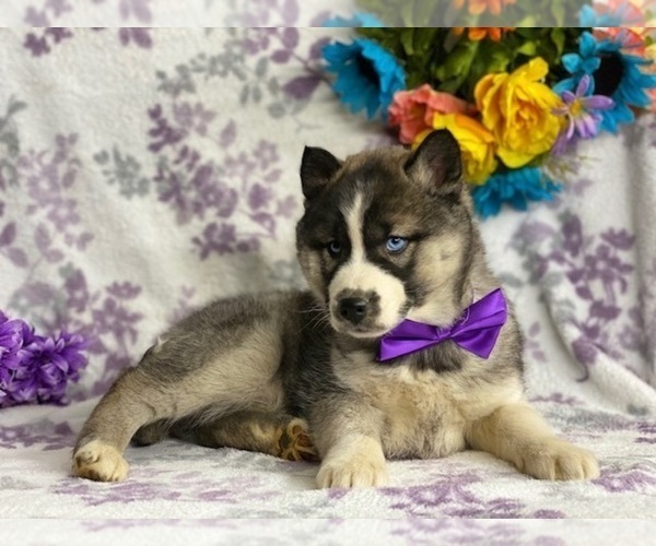 Medium Photo #2 Siberian Husky Puppy For Sale in LANCASTER, PA, USA