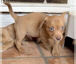 Small #4 Mutt