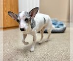 Small Photo #3 Chihuahua Puppy For Sale in Great Bend, KS, USA