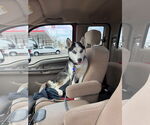 Small #3 Siberian Husky