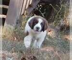 Small Photo #13 Newfoundland Puppy For Sale in CLINTON, AR, USA