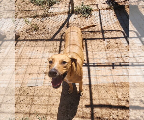 Medium Photo #2 Labrador Retriever-Unknown Mix Puppy For Sale in Amarillo, TX, USA