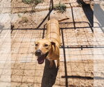 Small #1 Labrador Retriever Mix
