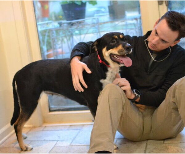 Medium Photo #2 Rottweiler-Unknown Mix Puppy For Sale in Germanton, TN, USA