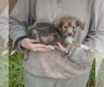 Small #1 Mutt