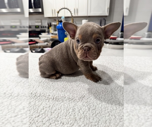 Medium Photo #3 English Bulldog-French Bulldog Mix Puppy For Sale in CARMICHAEL, CA, USA