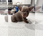 Small #2 English Bulldog-French Bulldog Mix