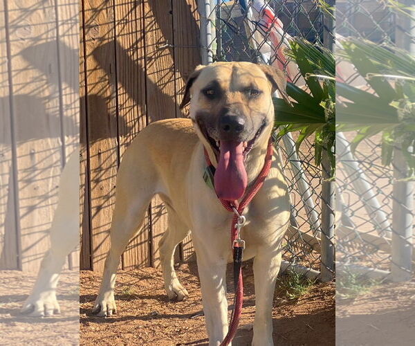 Medium Photo #2 Black Mouth Cur-Unknown Mix Puppy For Sale in phoenix, AZ, USA