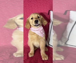 Golden Retriever Puppy for sale in GREENFIELD, IN, USA