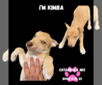 Small #3 Catahoula Leopard Dog