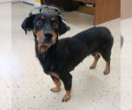 Small #4 Dachshund Mix