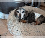 Small Photo #2 Dachshund Puppy For Sale in Sioux Falls, SD, USA