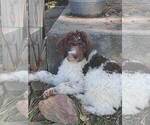 Small Photo #13 Labradoodle Puppy For Sale in SPENCERVILLE, IN, USA