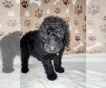 Small Photo #14 Poodle (Standard) Puppy For Sale in RALEIGH, NC, USA