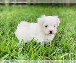 Small Photo #7 Maltese Puppy For Sale in ORLANDO, FL, USA