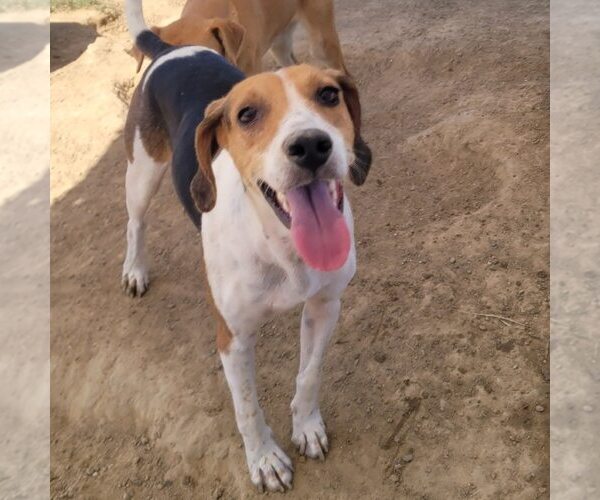 Medium Photo #5 American Foxhound-Unknown Mix Puppy For Sale in Minneapolis, MN, USA