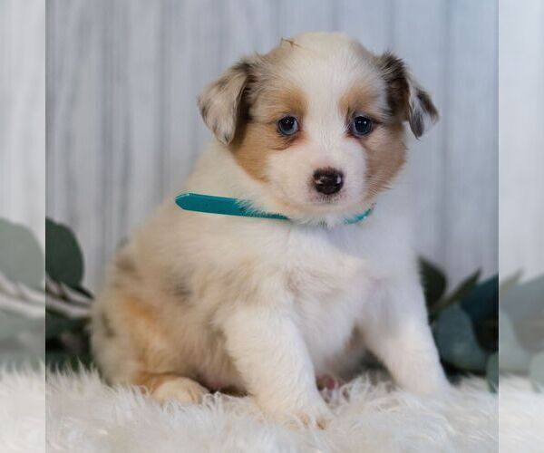 Medium Photo #3 Miniature Australian Shepherd Puppy For Sale in REBERSBURG, PA, USA