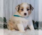 Small #2 Miniature Australian Shepherd