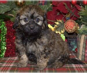 Cavachon-Poodle (Miniature) Mix Puppy for sale in HUTCHINSON, KS, USA