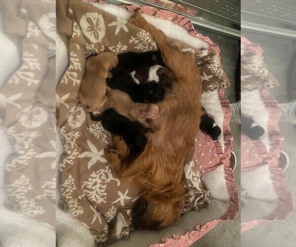 Medium Photo #1 Chihuahua-Unknown Mix Puppy For Sale in San Bernardino, CA, USA