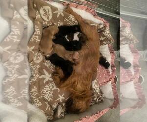 Chihuahua-Unknown Mix Dogs for adoption in San Bernardino, CA, USA