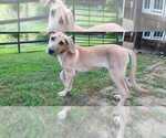 Small Photo #9 German Shepherd Dog-Great Dane Mix Puppy For Sale in YOUNG HARRIS, GA, USA