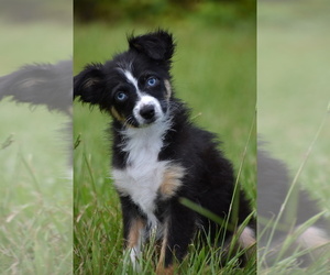 Miniature Australian Shepherd Puppy for sale in PALM COAST, FL, USA