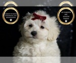 Small Photo #76 Maltipoo (Miniature) Puppy For Sale in WARSAW, IN, USA