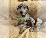 Puppy Dark green coll Great Dane