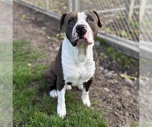 Mutt Dogs for adoption in Modesto, CA, USA