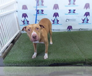 Mutt Dogs for adoption in Orlando, FL, USA