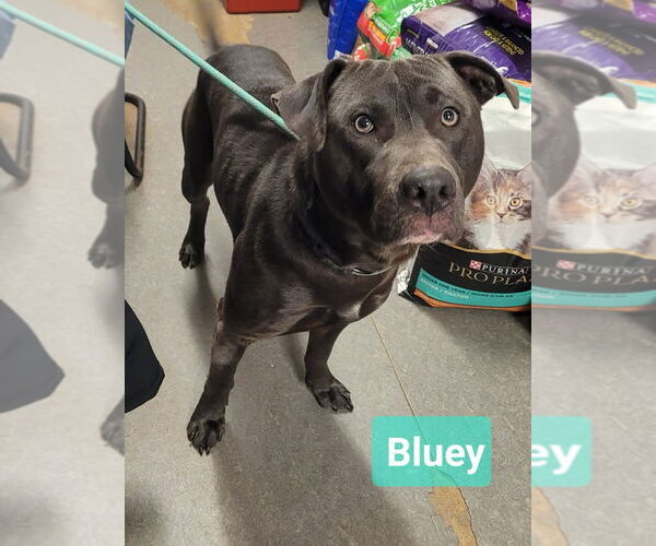 Medium Photo #2 Labrador Retriever-Unknown Mix Puppy For Sale in Richmond, IN, USA