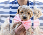Image preview for Ad Listing. Nickname: Sugar May